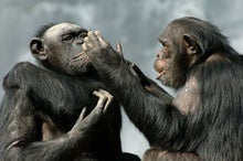 Humans Can Correctly Guess the Meaning of Chimp Gestures
