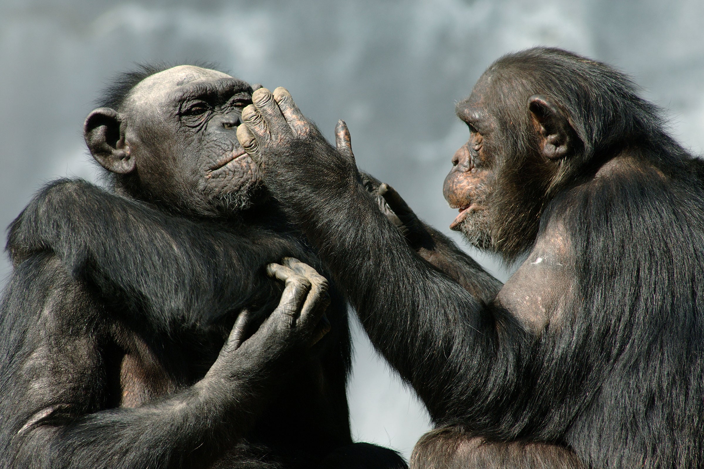 Humans Can Correctly Guess the Meaning of Chimp Gestures