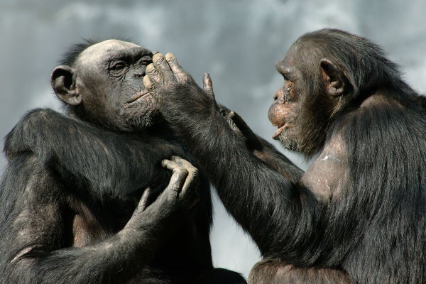 One chimp gesturing close to another's face