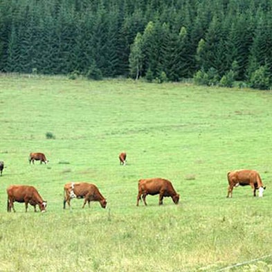Moo North: Cattle and Deer May Sense Earth's Magnetic Field