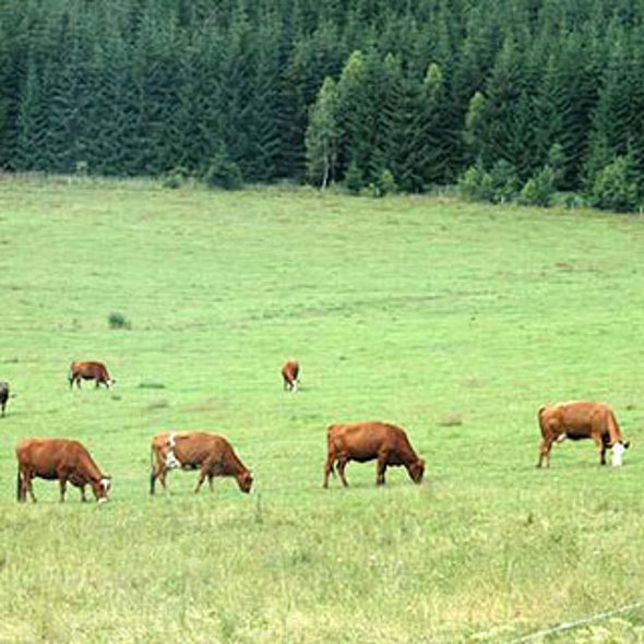 Moo North: Cattle and Deer May Sense Earth's Magnetic Field