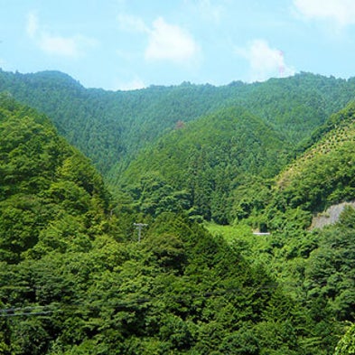 A Role for Trees in Climate Change Legislation?