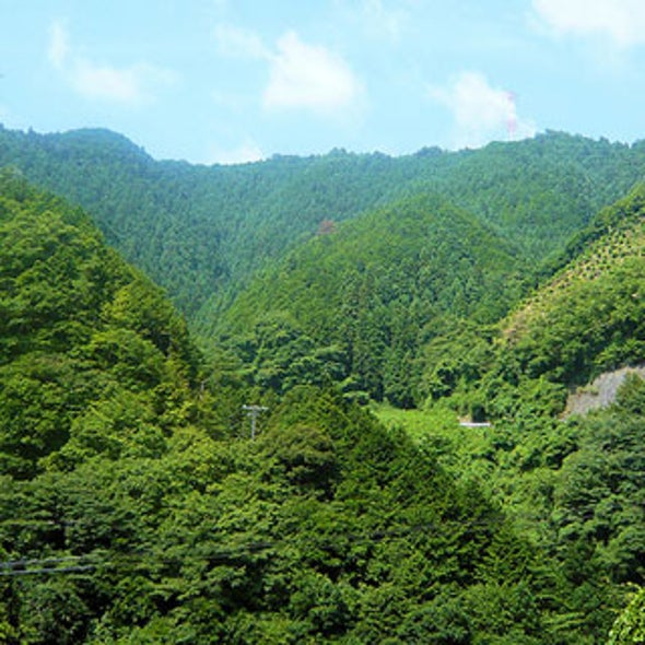 A Role for Trees in Climate Change Legislation?