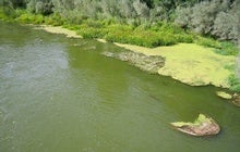 Trying to Tame the Klamath River Filled It with Toxic Algae