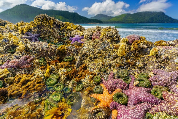 Tidepool with brightly colored starfish, sea anemones, barnacles and mussels.
