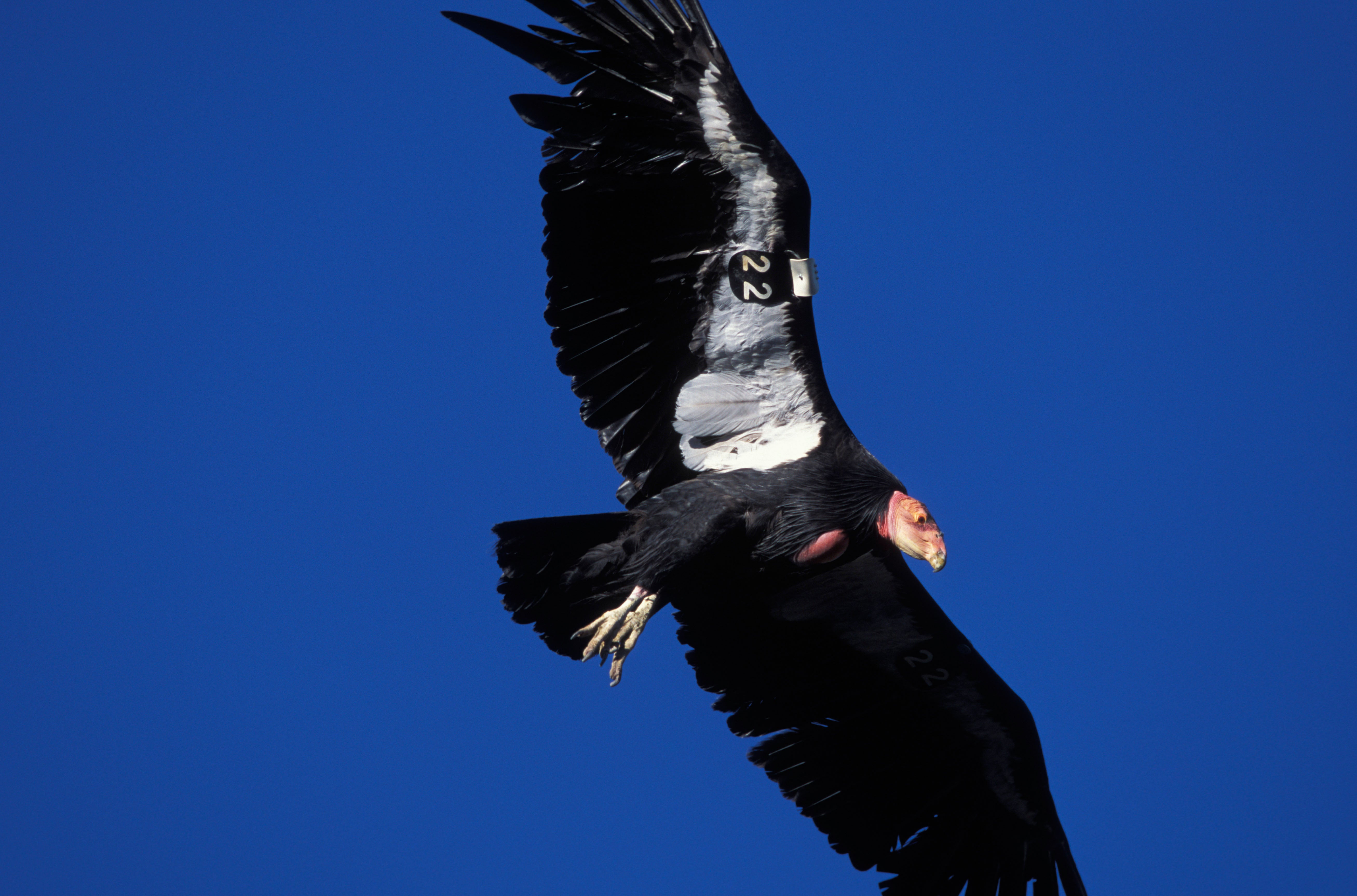 Endangered California Condors Get Bird Flu Vaccine