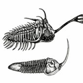 EARLY HORNS