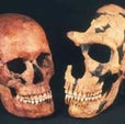 Neandertals Not among Our Ancestors, Study Suggests