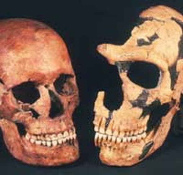 Neandertals Not among Our Ancestors, Study Suggests