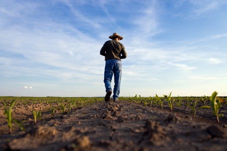 Rear view of senior farmer walking in corn field examining crop at sunset