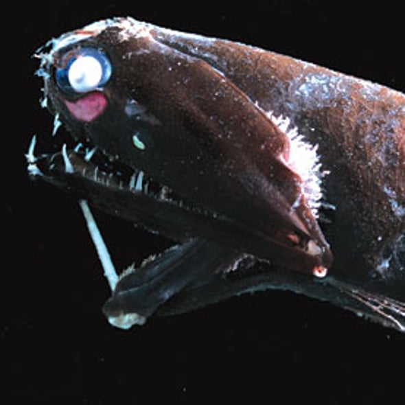 Mouth Wide Open: The Challenge of Studying Deep-Sea Creatures