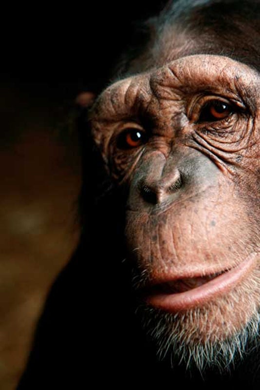 NIH to Retire All Research Chimpanzees