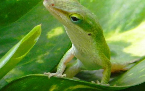 Cold Snap Shapes Lizard Survivors