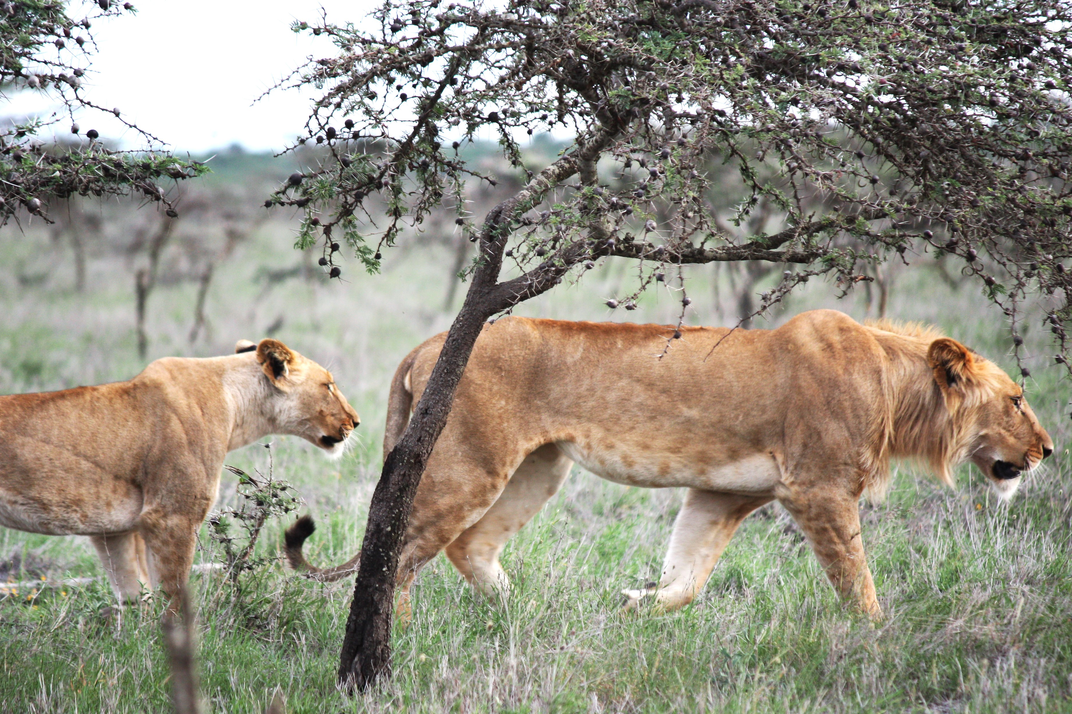 Lions Are Changing Their Hunting Strategy because of Ant Invasion
