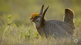 Lesser Prairie Chickens Show Greater Dance Moves in the Spring