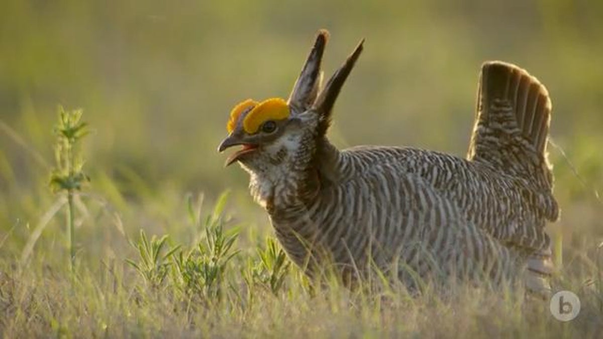 Lesser Prairie Chickens Show Greater Dance Moves in the Spring | Scientific  American