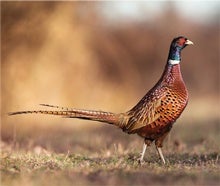 Earliest 'Chickens' Were Actually Pheasants