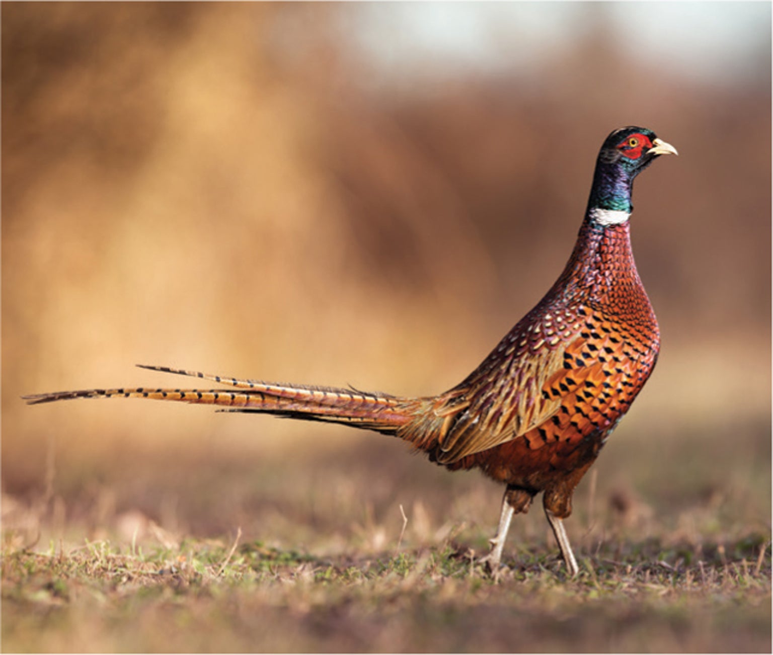 Earliest 'Chickens' Were Actually Pheasants