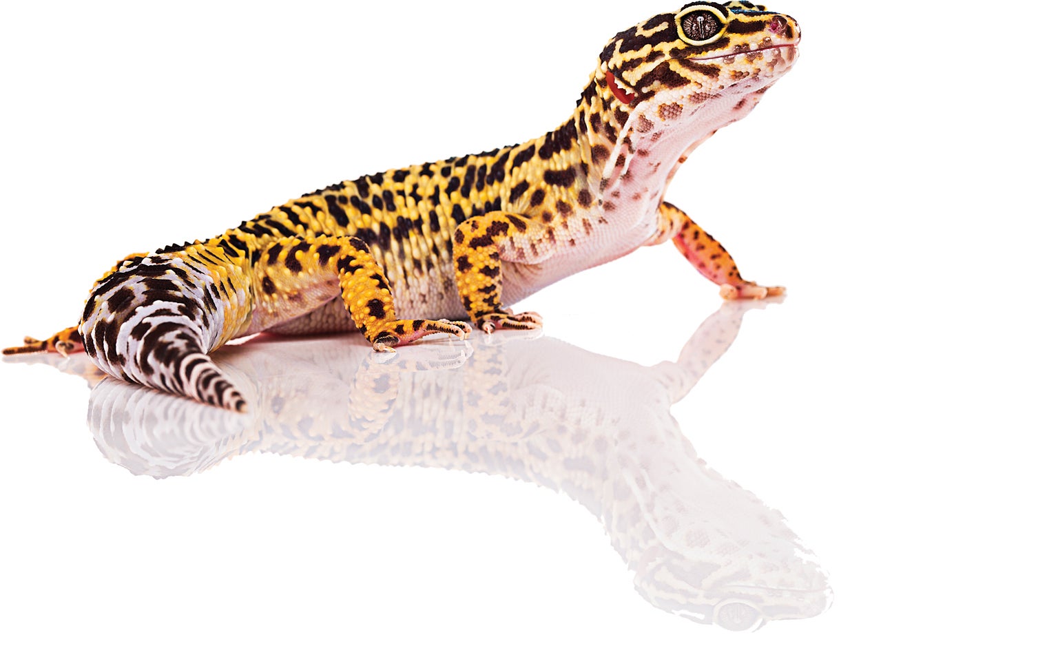 Lizards Learn a Silly Walk after Losing Their Tails - Scientific American