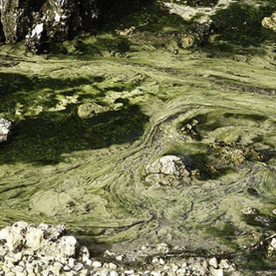 NASA Aims for Future Fuel from Algae-Filled Bags of Sewage