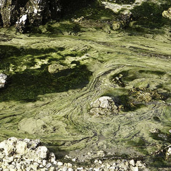 NASA Aims for Future Fuel from Algae-Filled Bags of Sewage