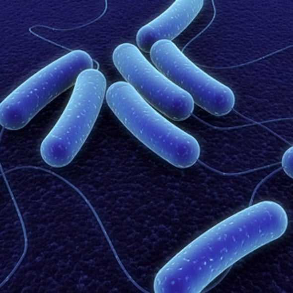 DNA Computer Puts Microbes to Work as Number Crunchers