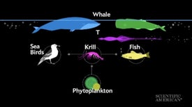 Why Whale Waste Matters
