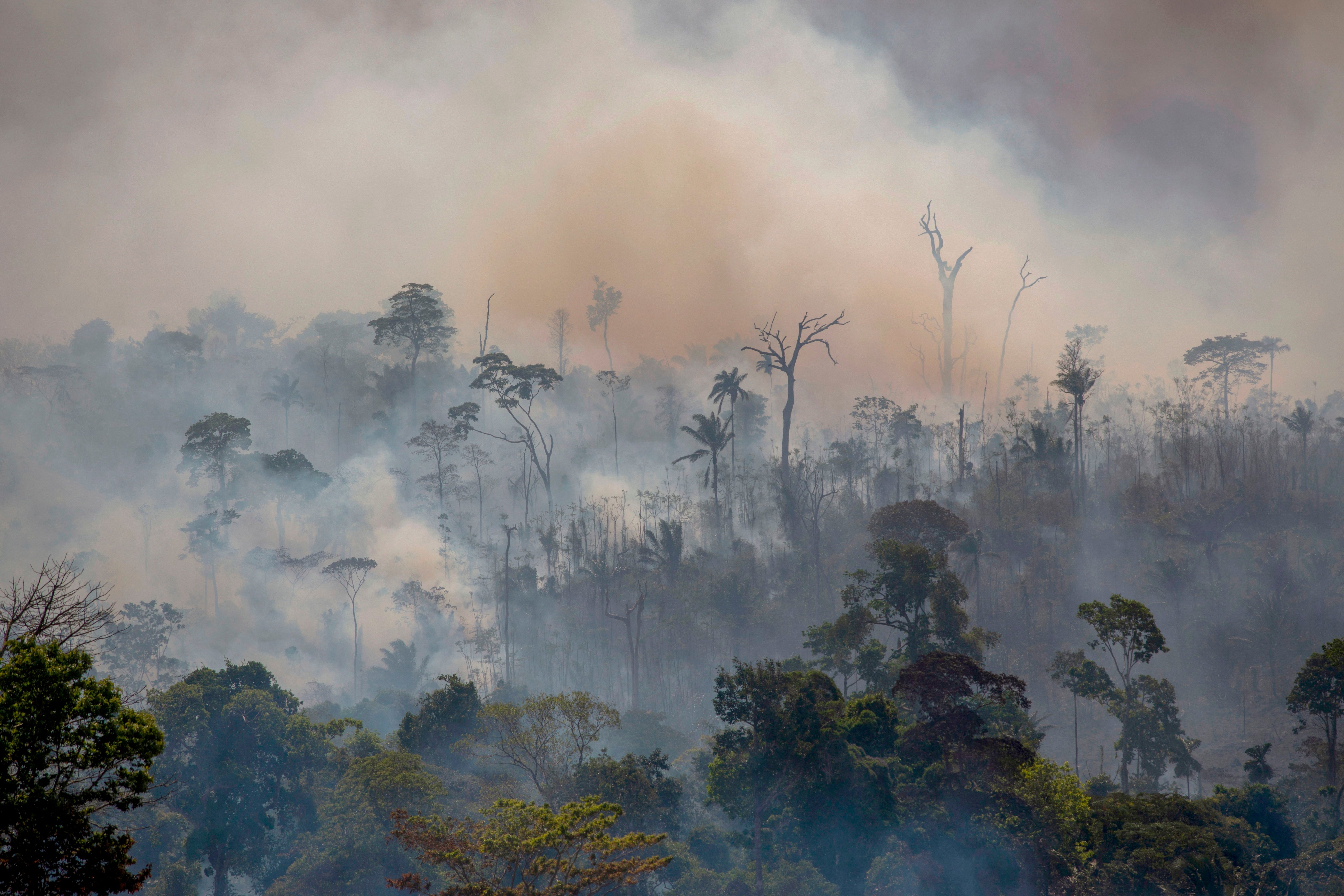 COVID-19 and Amazon Fires Choke the Lungs of Brazilians–and the Planet