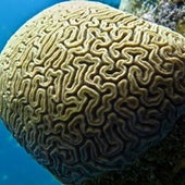 Brain Coral.