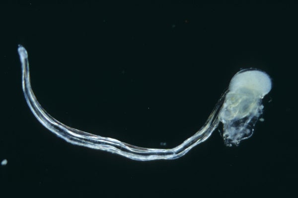 Microscopic view of a planktonic animal.