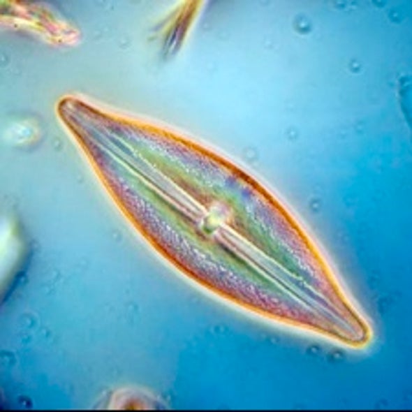 Phytoplankton Population Drops 40 Percent Since 1950