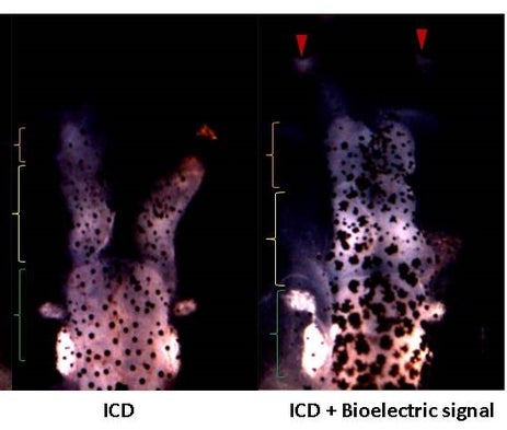 Bioelectrical Signals Can Stunt or Grow Brain Tissue