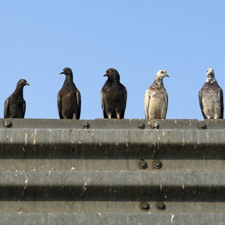 Are Urban Vermin the Most Disease-Ridden Animals? - Scientific American