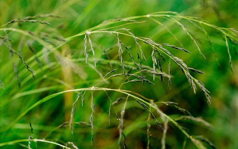 a-healthy-hate-for-lovegrass-scientific-american