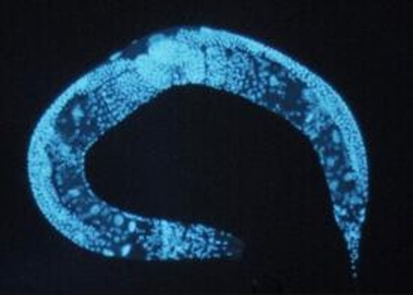 Longevity Shown for First Time to Be Inherited via a Non-DNA Mechanism