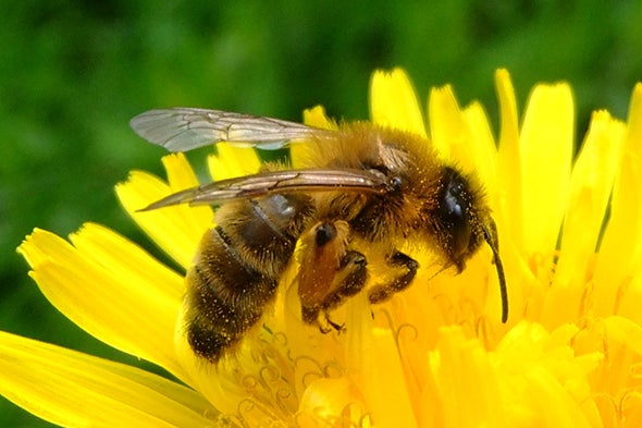 Robo-Bees Could Aid Insects with Pollination Duties