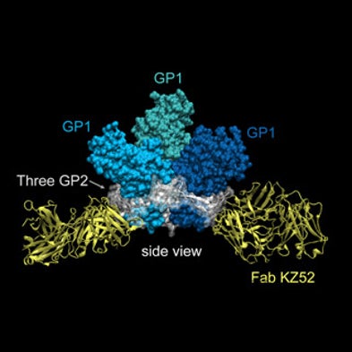 Scientists Uncover Deadly Ebola Virus's "Achilles' Heel"