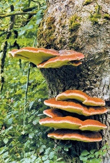 Fungi Make Safer Fireproofing Material