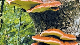 article material science article material science