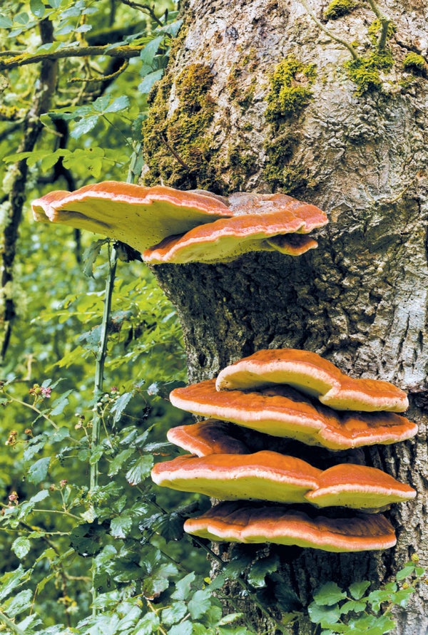 Shelf-type mushrooms growing on a tree.