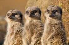 Meerkats Are Getting Climate Sick
