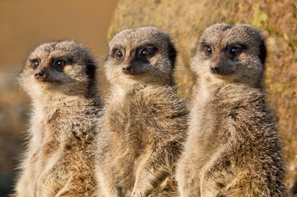Meerkats Are Getting Climate Sick