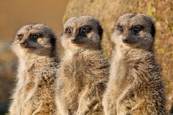 Three meerkats stand at attention.