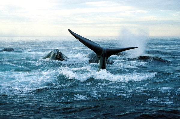 North Atlantic right whales.