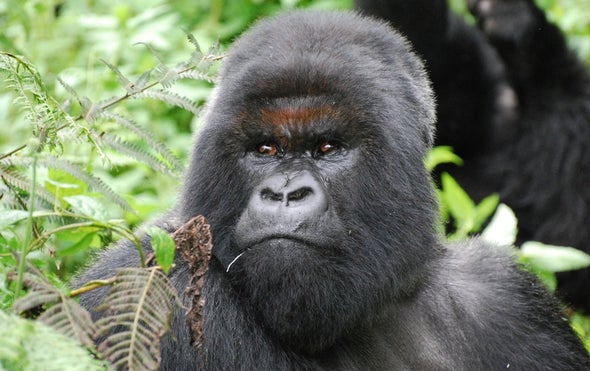 3 Decades after Dian Fossey, Gorillas Still Face Extinction ...