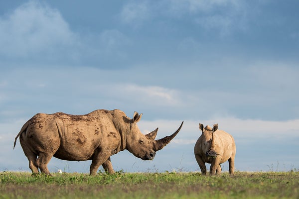 Two adult white rhinoceros standing on grassy plain in Solio Game reserve, Kenya