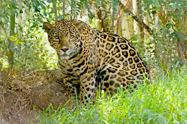 A jaguar stares at the camera amid grass and trees.