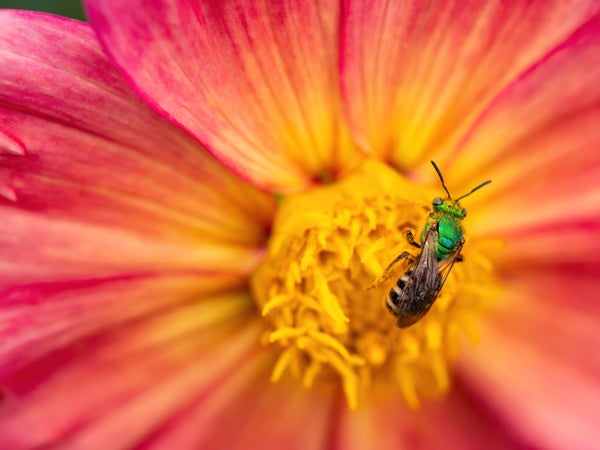 A green and yellow bee on a yellow and pink flower.