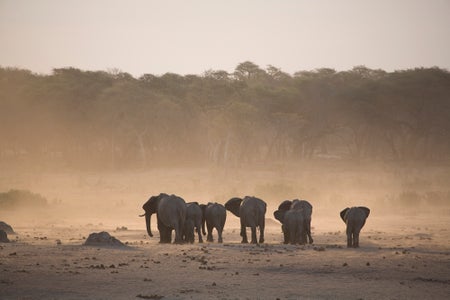 Scientific American Logo