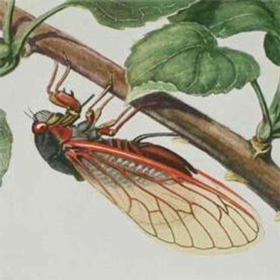 Cicada Tracker